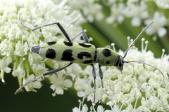 Chlorophorus herbstii