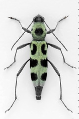 Chlorophorus herbstii