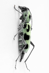 Chlorophorus herbstii