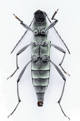 Chlorophorus herbstii