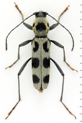 Chlorophorus herbstii