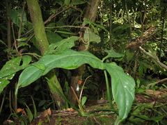 Philodendron cataniapoense