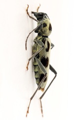 Chlorophorus herbstii