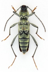 Chlorophorus herbstii