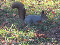 Sciurus vulgaris
