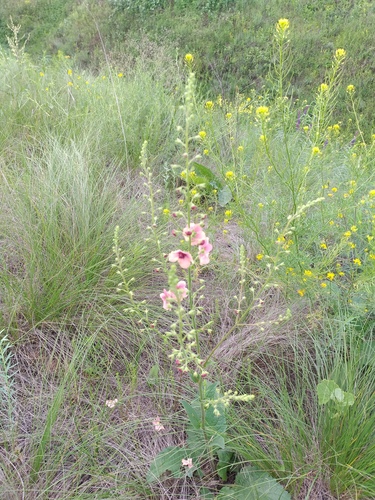 Verbascum × rubiginosum, photograph 2