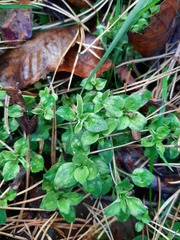 Moehringia trinervia