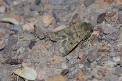 Autophila glebicolor