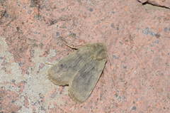 Autophila glebicolor