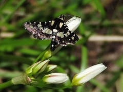 Pseudothyris sepulchralis