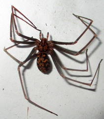 Loxosceles simillima