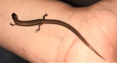 Calyptotis scutirostrum