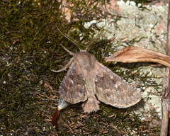 Dasypolia fraterna