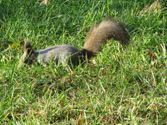 Sciurus vulgaris