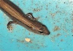 Calyptotis scutirostrum