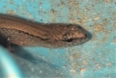 Calyptotis scutirostrum