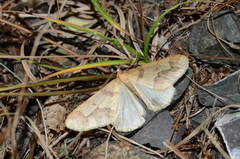 Erannis potopolskii