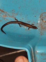 Calyptotis scutirostrum