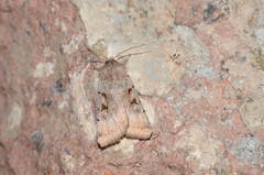 Eugnorisma ignoratum