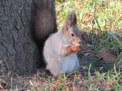 Sciurus vulgaris