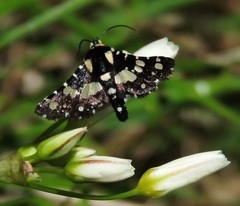 Pseudothyris sepulchralis