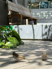 Passer domesticus domesticus