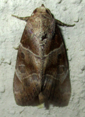 Westermannia roseitincta