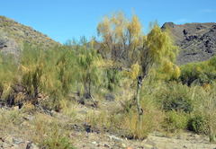 Haloxylon ammodendron