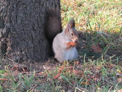 Sciurus vulgaris