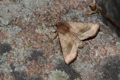 Hydraecia mongoliensis