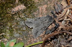 Nekrasovia pliuschi