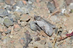 Nycteola asiatica