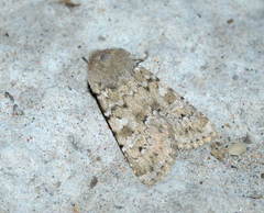 Pseudohadena arenacea