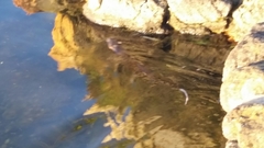 Hydromys chrysogaster