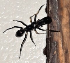 Myrmarachne macaulayi