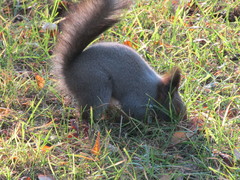 Sciurus vulgaris