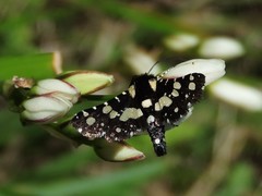 Pseudothyris sepulchralis