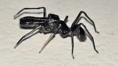 Myrmarachne macaulayi