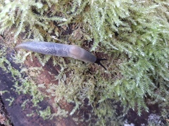 Krynickillus melanocephalus