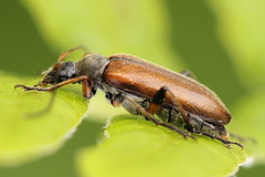 Cortodera femorata