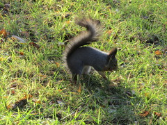 Sciurus vulgaris