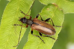 Cortodera femorata