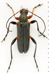 Cortodera femorata