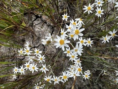 Rhodanthe corymbiflora