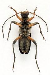 Cortodera femorata