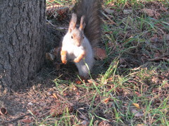Sciurus vulgaris