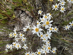 Rhodanthe corymbiflora