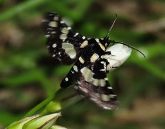 Pseudothyris sepulchralis