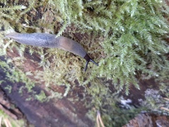 Krynickillus melanocephalus