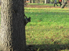 Sciurus vulgaris
